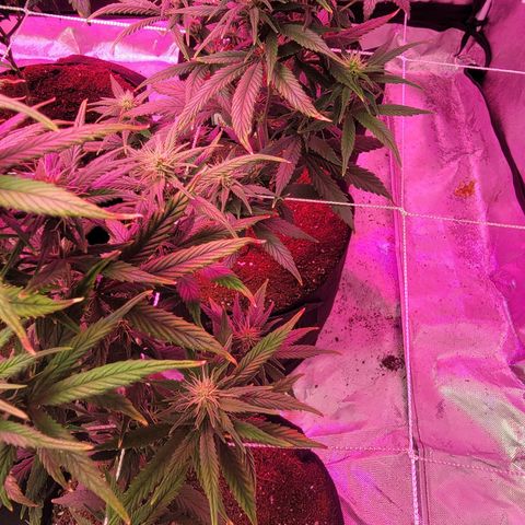 Shishkaberry x2 growlog timeline photo