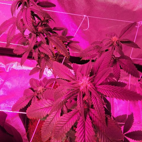 Banana Nose Candy x3 growlog photo: Buds 😁