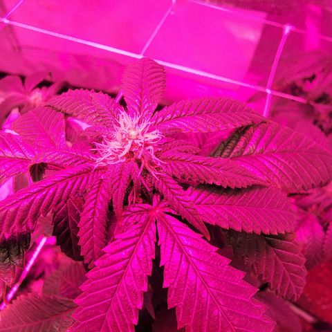 Banana Nose Candy x3 growlog timeline photo