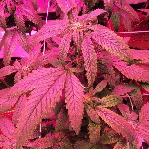 Banana Nose Candy x3 growlog timeline photo