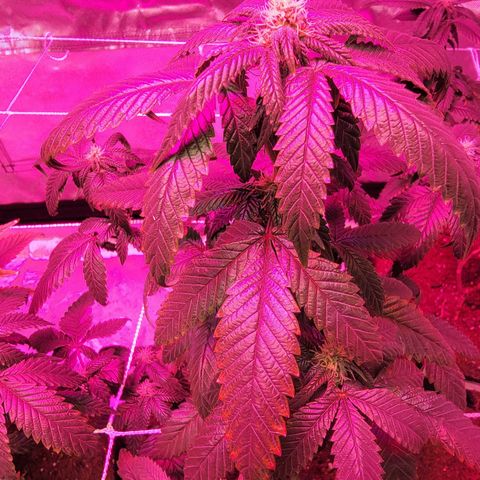 Banana Nose Candy x3 growlog timeline photo