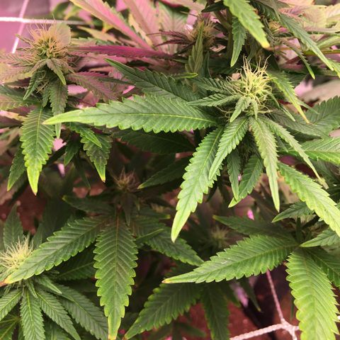Quebec LSD x4 growlog timeline photo