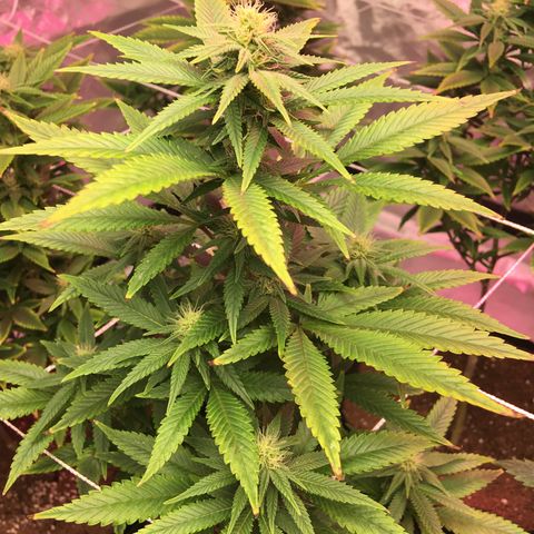 Quebec LSD x4 growlog timeline photo
