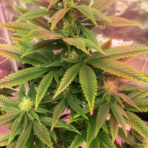 Quebec LSD x4 growlog timeline photo