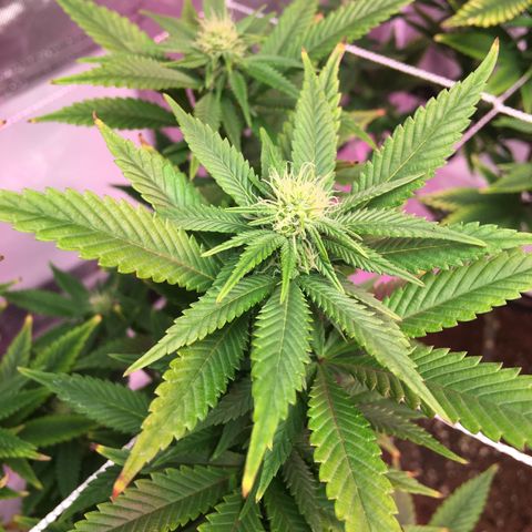 Quebec LSD x4 growlog timeline photo