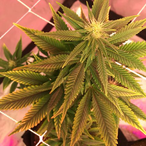 Quebec LSD x4 growlog timeline photo
