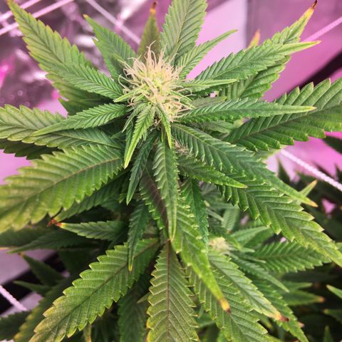 Quebec LSD x4 growlog timeline photo