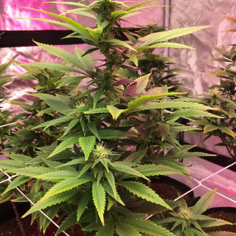 Quebec LSD x4 growlog timeline photo
