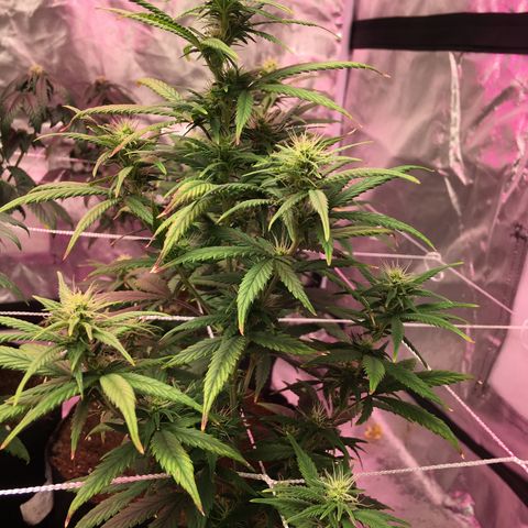 Shishkaberry x2 growlog timeline photo