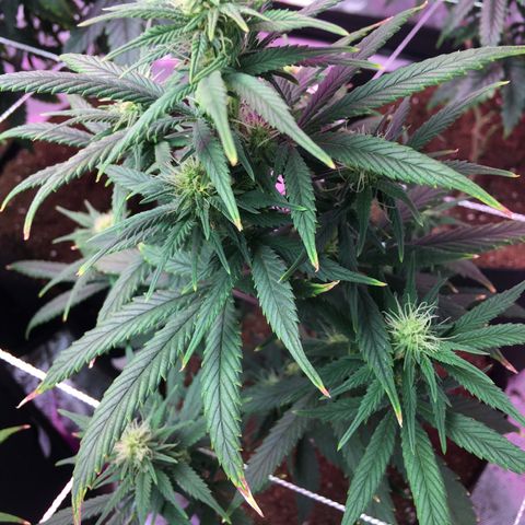 Shishkaberry x2 growlog timeline photo
