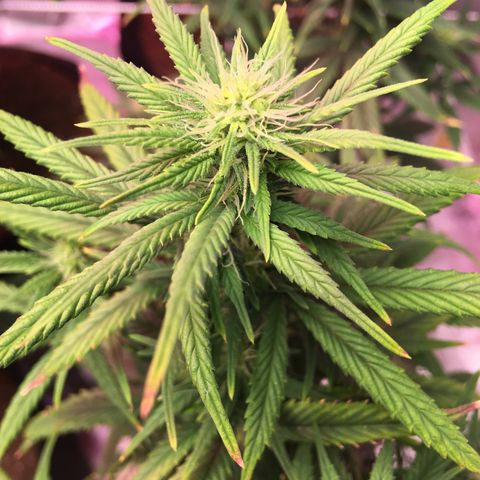 Shishkaberry x2 growlog timeline photo