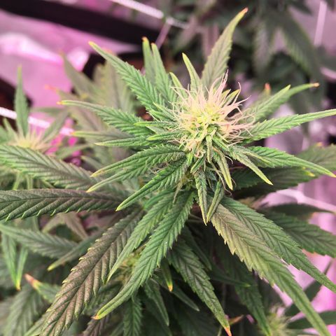 Shishkaberry x2 growlog timeline photo
