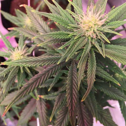 Shishkaberry x2 growlog timeline photo