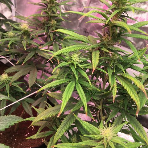 Shishkaberry x2 growlog timeline photo