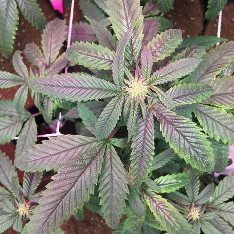 Banana Nose Candy x3 growlog timeline photo