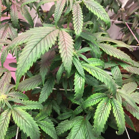 Banana Nose Candy x3 growlog timeline photo