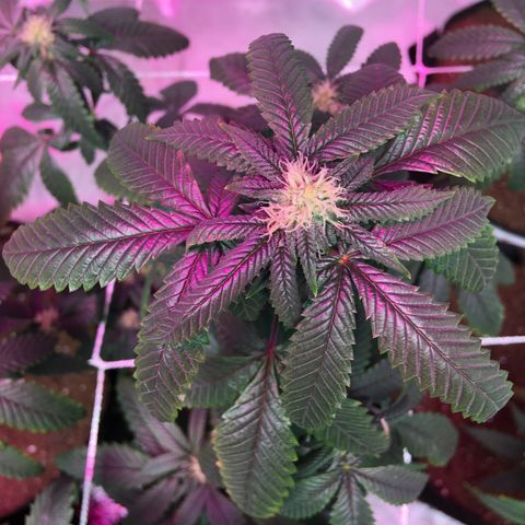 Banana Nose Candy x3 growlog timeline photo