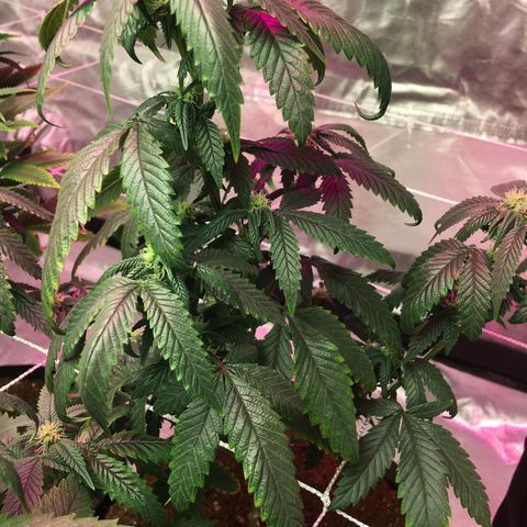 Banana Nose Candy x3 growlog timeline photo