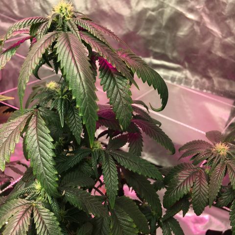 Banana Nose Candy x3 growlog timeline photo