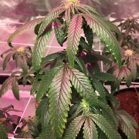 Banana Nose Candy x3 growlog timeline photo