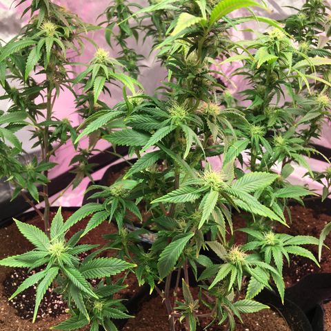 Quebec LSD x4 growlog photo: Bud Removal + Light Defol