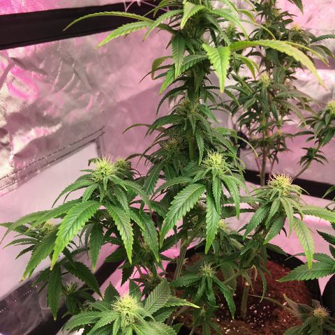 Quebec LSD x4 growlog timeline photo