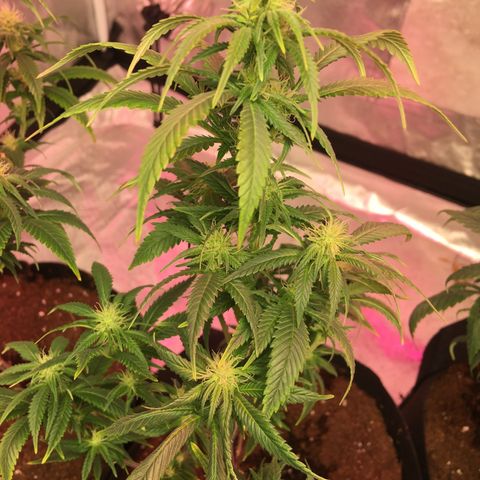 Quebec LSD x4 growlog timeline photo