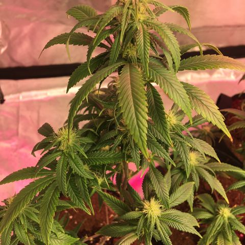 Quebec LSD x4 growlog timeline photo
