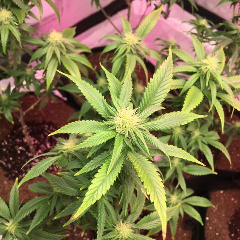 Quebec LSD x4 growlog timeline photo