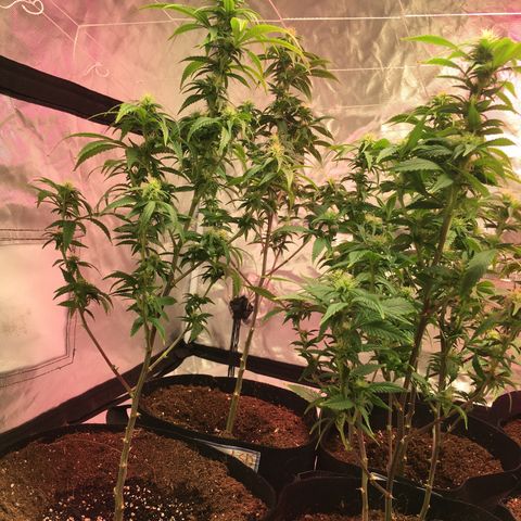 Quebec LSD x4 growlog timeline photo
