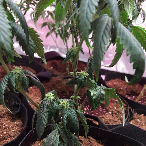 Shishkaberry x2 growlog timeline photo