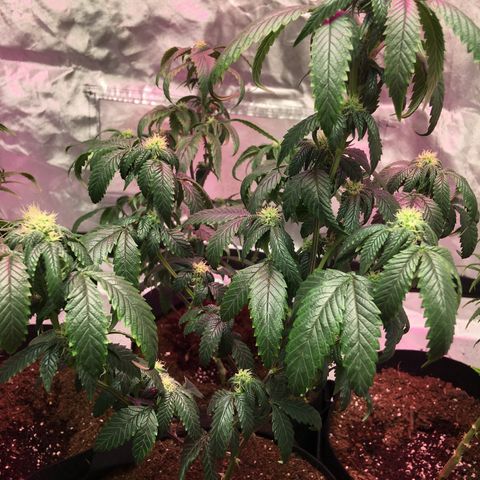 Shishkaberry x2 growlog timeline photo