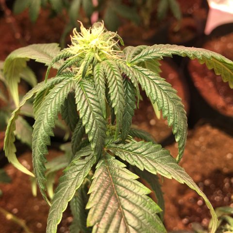 Shishkaberry x2 growlog timeline photo