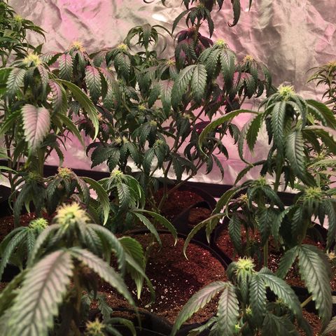Shishkaberry x2 growlog timeline photo
