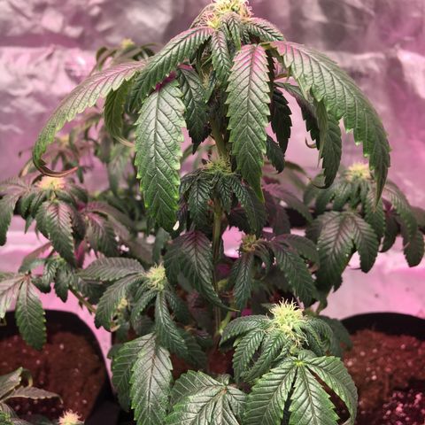 Shishkaberry x2 growlog photo: Bud Removal + Light Defol