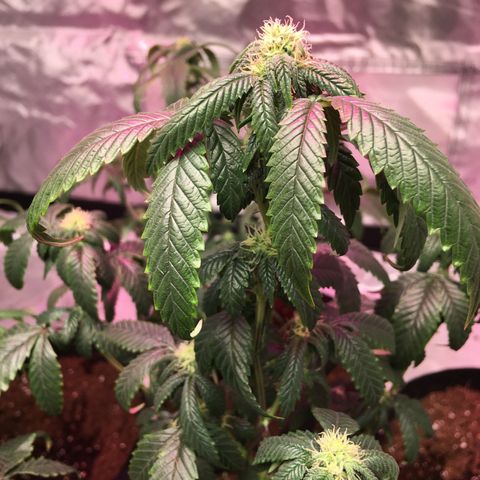 Shishkaberry x2 growlog timeline photo