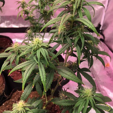 Banana Nose Candy x3 growlog photo: Bud Removal + Light Defol