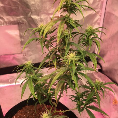 Banana Nose Candy x3 growlog timeline photo