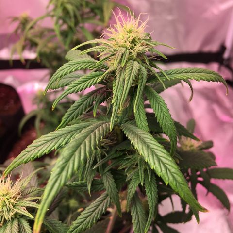 Banana Nose Candy x3 growlog timeline photo