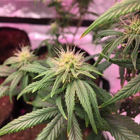 Banana Nose Candy x3 growlog timeline photo