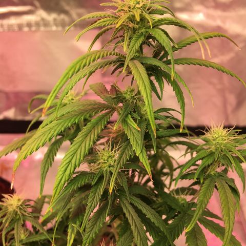 Banana Nose Candy x3 growlog timeline photo