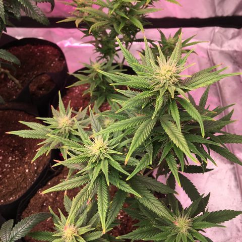 Shishkaberry x2 growlog photo: Doing Great