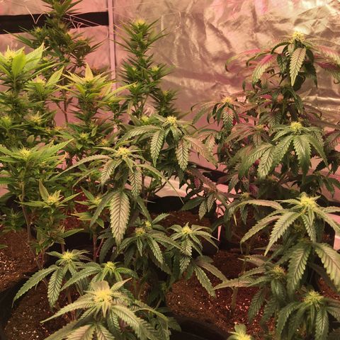 Shishkaberry x2 growlog photo: Doing Great