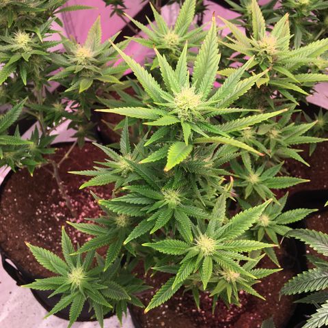 Shishkaberry x2 growlog photo: Doing Great