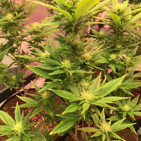 Shishkaberry x2 growlog photo: Doing Great