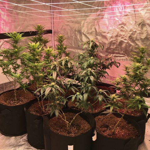 Shishkaberry x2 growlog photo: Doing Great