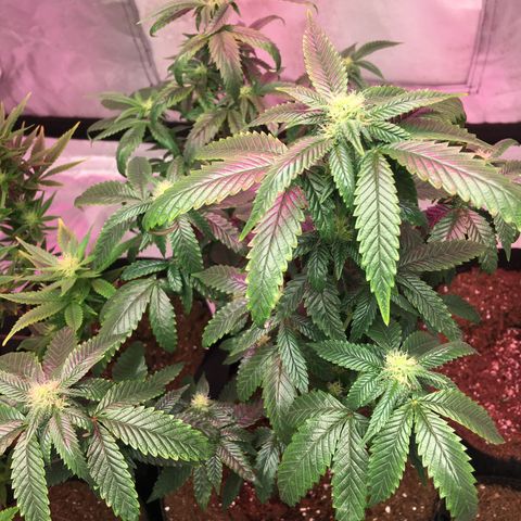 Shishkaberry x2 growlog photo: Doing Great