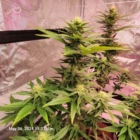 Quebec LSD x4 growlog timeline photo
