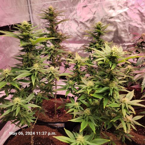Quebec LSD x4 growlog timeline photo