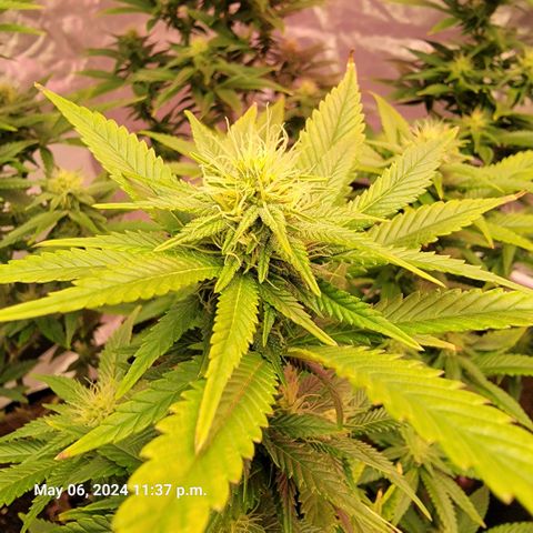 Quebec LSD x4 growlog timeline photo